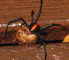 red back spiders