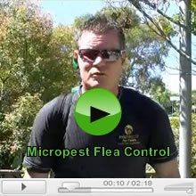 Fleas and Flea Control Video