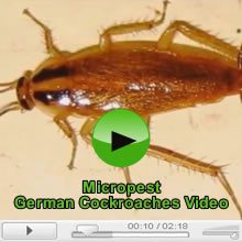 German Cockroaches and Cockroach Pest Control Video