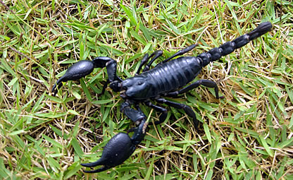 Scorpions and Scorpion control Sydney