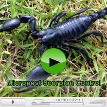 Scorpions And Scorpion Control Video