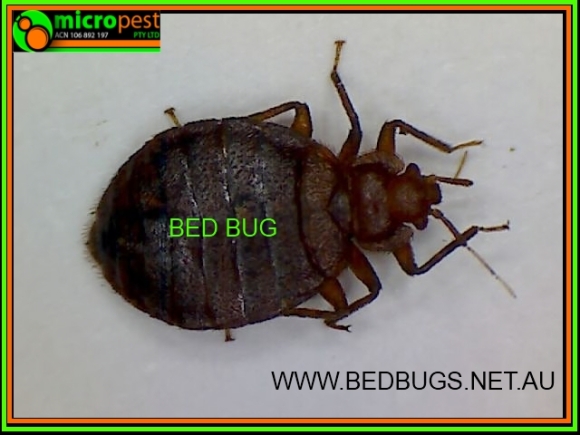 TO KILL BED BUGS IS A LOT HARDER FOR THE AVERAGE JOE BLOW THAN THE BED ...