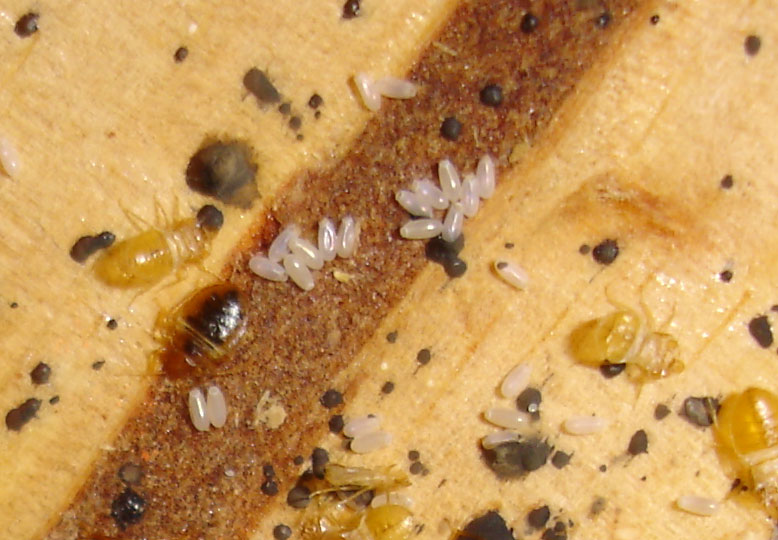 bed bug eggs bed bug habitat bed bugs tend to