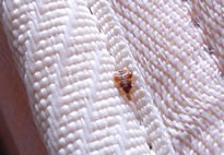 Bedbug Hiding Under Mattress