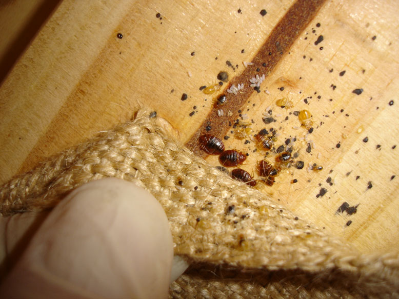 Bed bugs and Bed bug Control Sydney