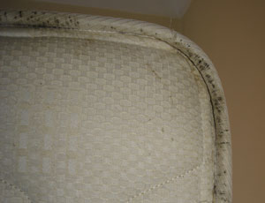 of bedbugs are dark black spots accumulating on your mattress and bed ...