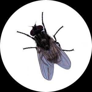 Flies and Fly Control by Micropest Pest Control Sydney