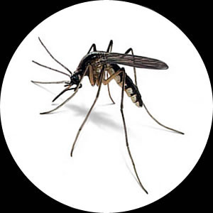 Mosquitoes and Mosquito Control by Micropest Pest Control Sydney