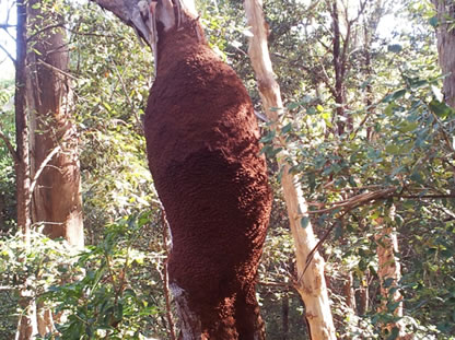 Nasutitermes Walkeri Termites 