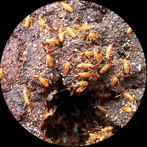 Nasutitermes Termites