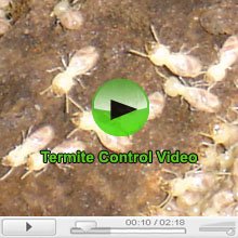 Termite Control Sydney Video
