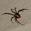 red back spider control