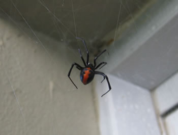 red back spider