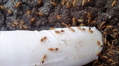 Termites Gordon
