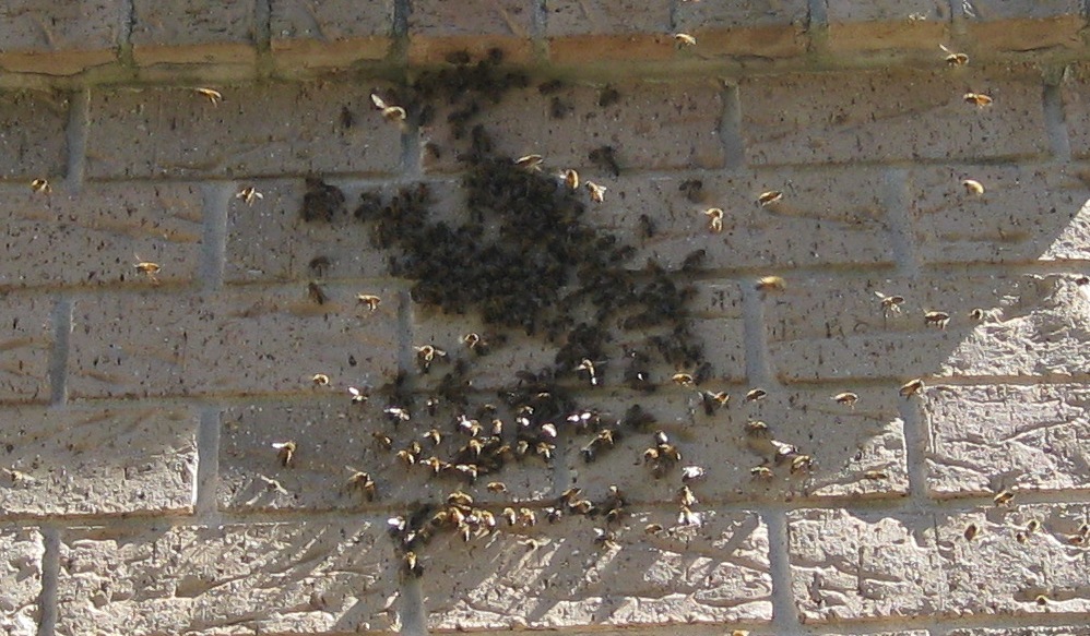 Bee Pest Control Sydney