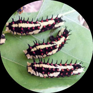 Caterpillar control