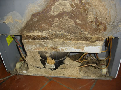 Coptotermes Acinaciformis Termites Control
