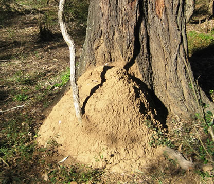 Nasutitermes Exitiosus Termites Sydney