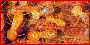 Schedorhinotermes termites