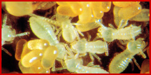 White Ants and Termite Nursery
