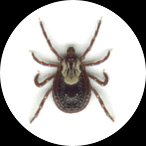 Ticks and Tick Pest Control Sydney